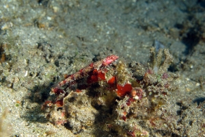 Synodus rubromarmorarus