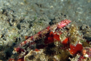 Synodus rubromarmorarus