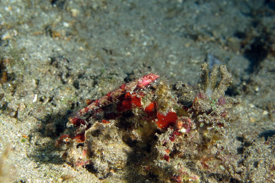 Synodus rubromarmorarus