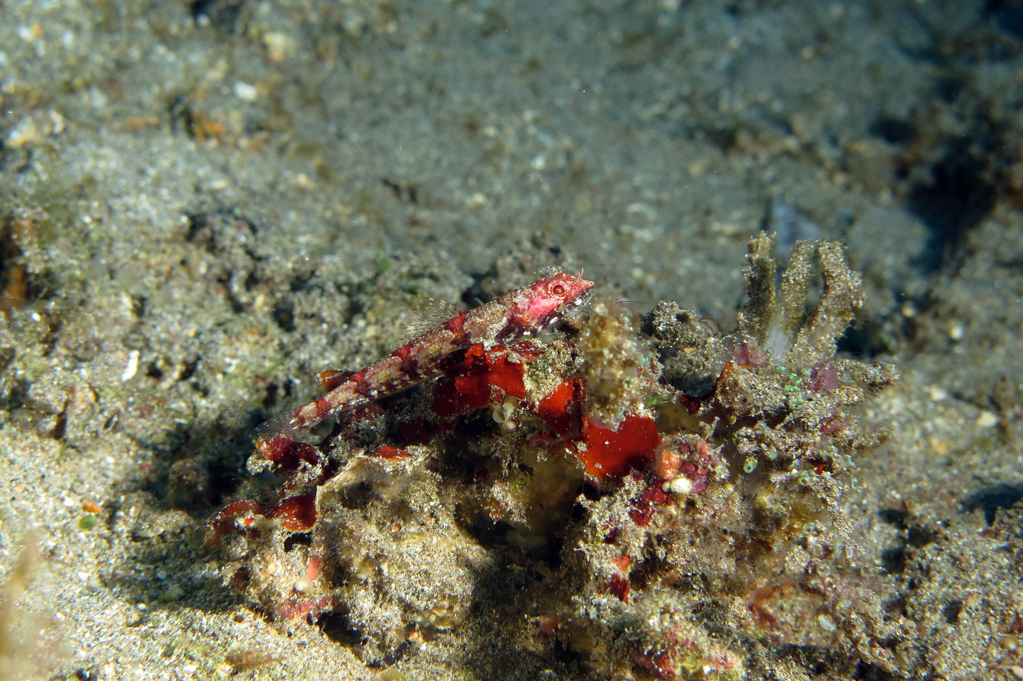Synodus rubromarmorarus