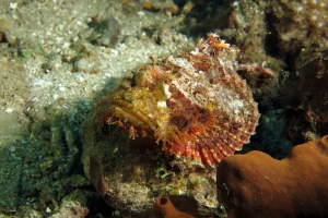 Scorpaenopsis oxycephala ou Scorpaenopsis venosa