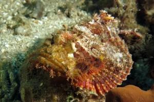 Scorpaenopsis oxycephala ou Scorpaenopsis venosa