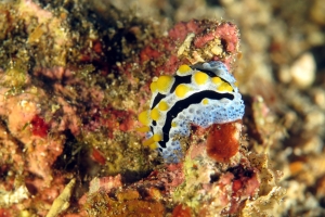 Phyllidia coelestis