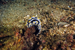 Phyllidia varicosa