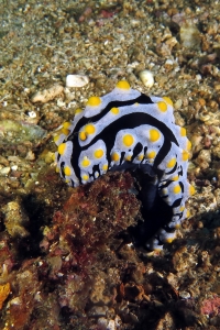 Phyllidia varicosa