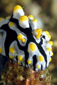 Phyllidia varicosa