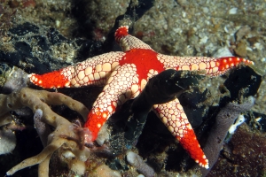 Fromia monilis ou Fromia heffernani