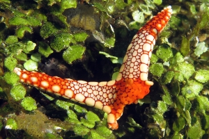 Fromia monilis ou Fromia heffernani