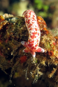 Linckia multifora