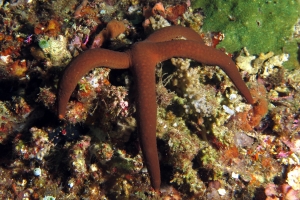 Linckia guildingi