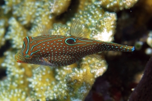 Canthigaster solandri