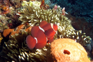 Premnas biaculeatus, Entacmaea quadricolor