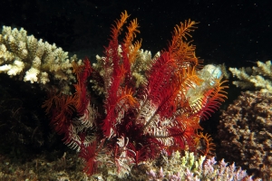 Crinoïde
