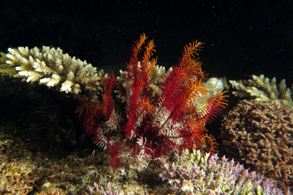 Crinoïde