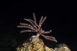 Crinoïde