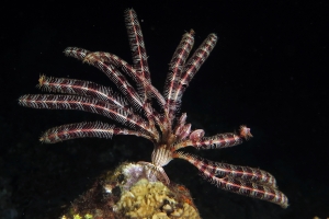 Crinoïde