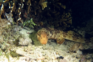 5IMG_3~1