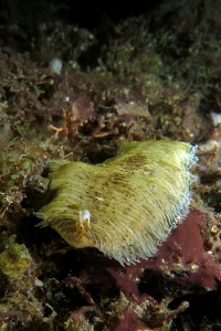 Soleichthys heterorhinos