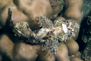 Scorpaenopsis oxycephala ou Scorpaenopsis venosa