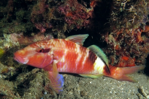 Parupeneus multifasciatus