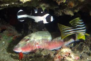 Parupeneus multifasciatus, Macolor niger, Plectorhinchus polytaenia