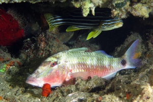 Parupeneus multifasciatus, Plectorhinchus polytaenia