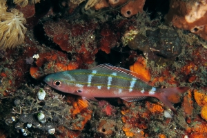 Pterocaesio digramma
