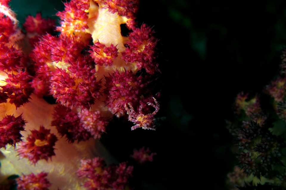 Hoplophrys oatesii