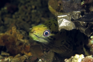 Gymnothorax fimbriatus