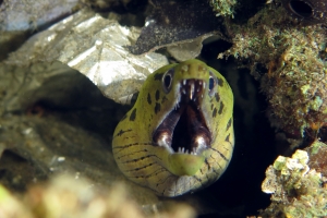 Gymnothorax fimbriatus