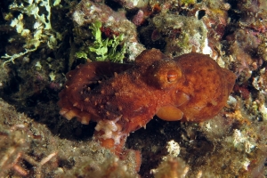 Callistoctopus luteus
