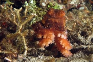 Callistoctopus luteus