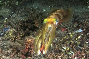 Sepioteuthis lessoniana