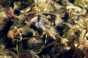 Cymbiola vespertilio