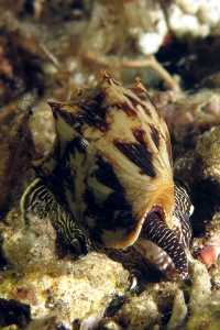 Cymbiola vespertilio