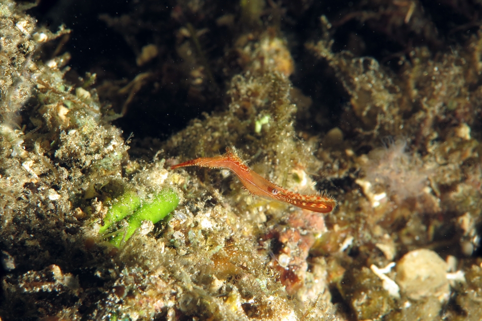 Leander plumosus