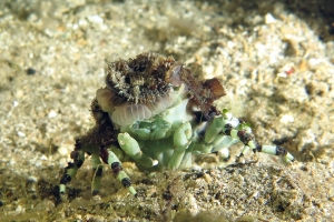 Cyclocoeloma tuberculata, Discosomatidae