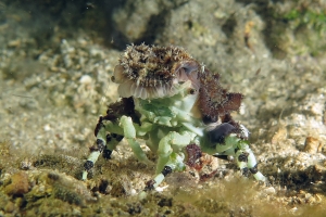 Cyclocoeloma tuberculata, Discosomatidae