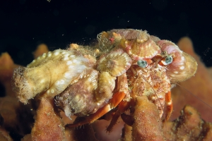 Dardanus pedunculatus, Calliactis polypus