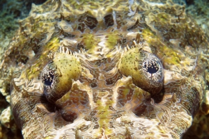 Papilloculiceps longiceps