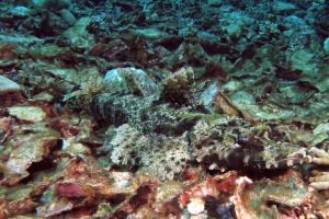 Cymbacephalus beauforti
