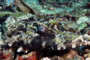 Cymbacephalus beauforti