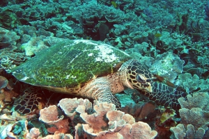 Eretmochelys imbricata