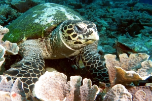Eretmochelys imbricata