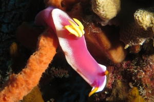 Hypselodoris bullockii