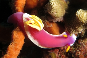 Hypselodoris bullockii