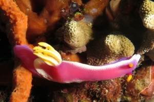 Hypselodoris bullockii