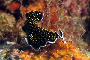Thysanozoon nigropapillosum