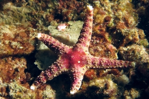 Neoferdina cumingi