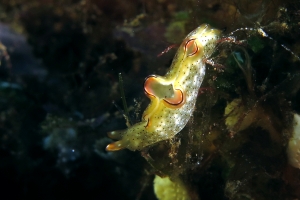 Elysia marginata